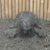 Product image 2 of the product “Turtle umbrella stand made of cast stone with diameter 4.5cm, deep hole 25cm and height 28cm (without plastic pipe inside) ”